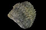 Wide, Partially Enrolled, Spiny Drotops Trilobite #169569-3
